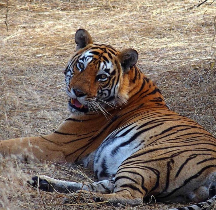 Толстый Амурский тигр