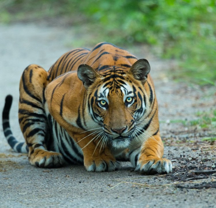 Туранский (Каспийский) тигр