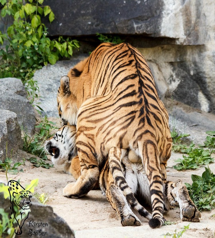 Пухлый тигр