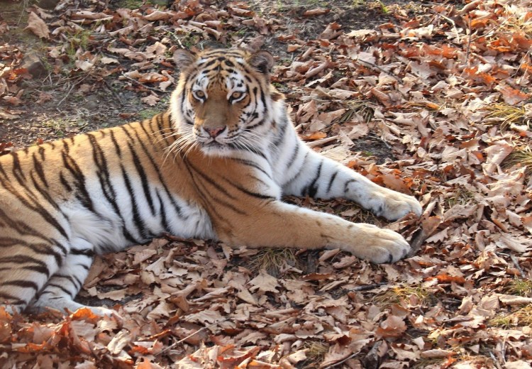 Пузатые тигры дети