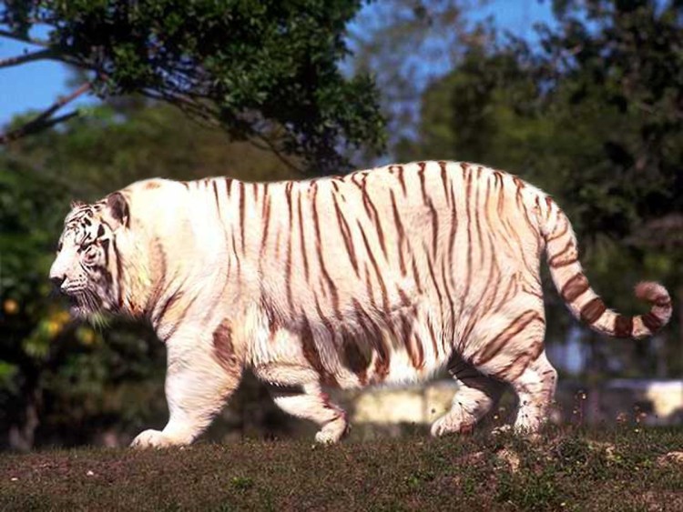 Толстый Амурский Тигренок