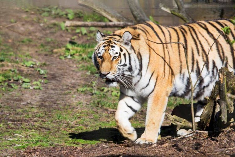 Северный тигр