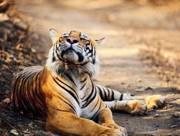 Лысый тигр фото