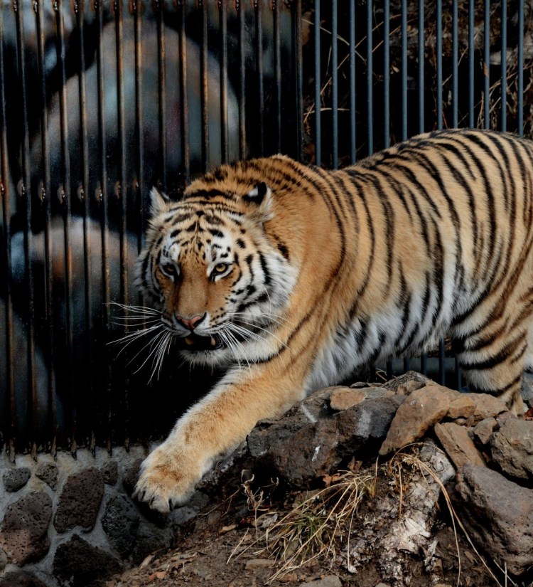 Пухлый тигр арт