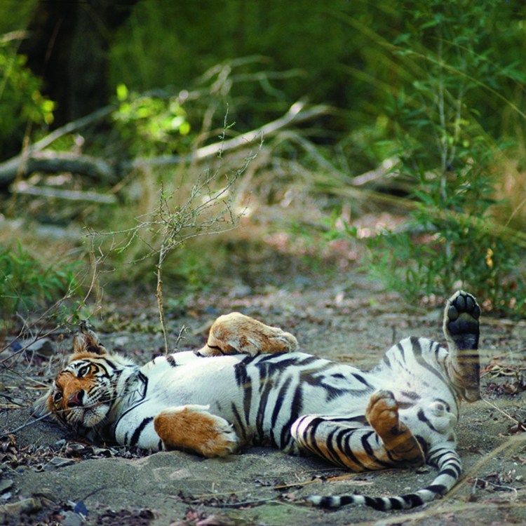 Уссурийский тигр