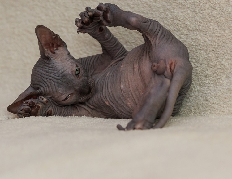 Канадский сфинкс смешной