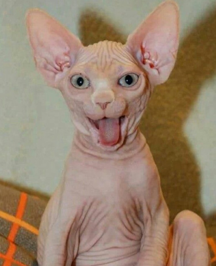 Сфинкс кошка