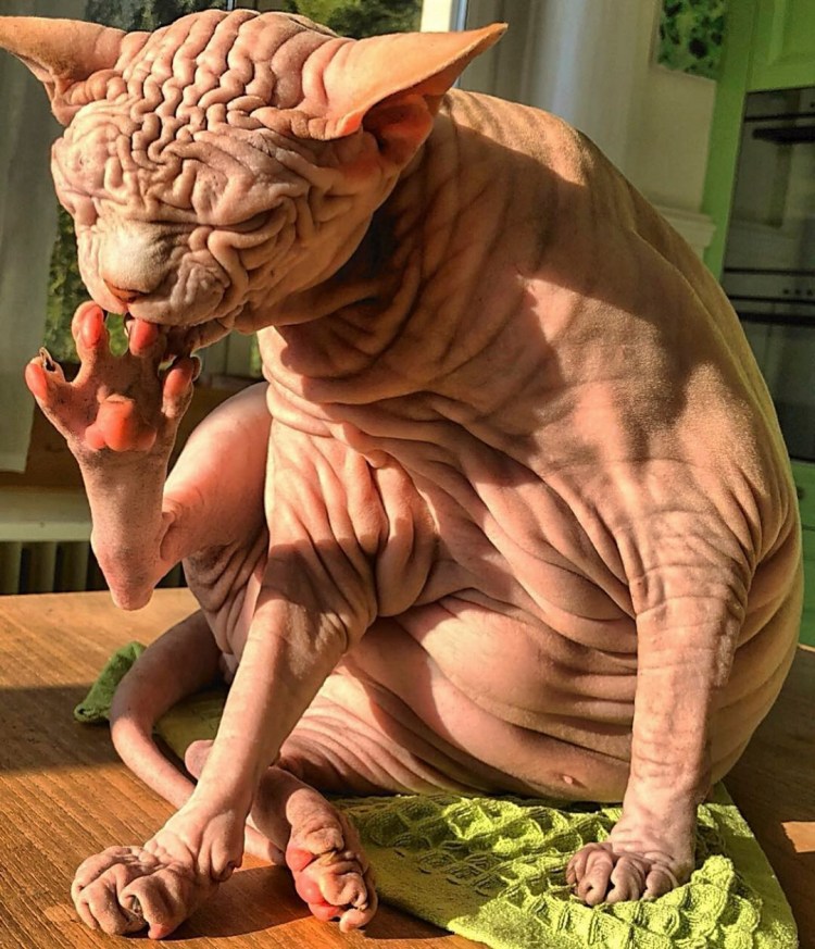 Лысая кошка