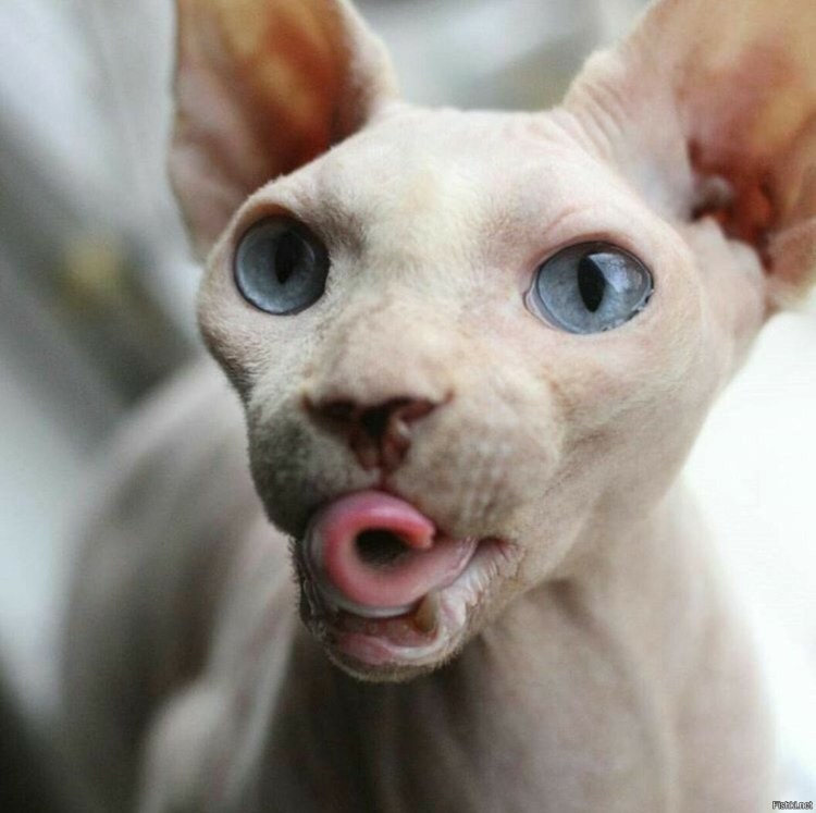 Донской сфинкс лапы