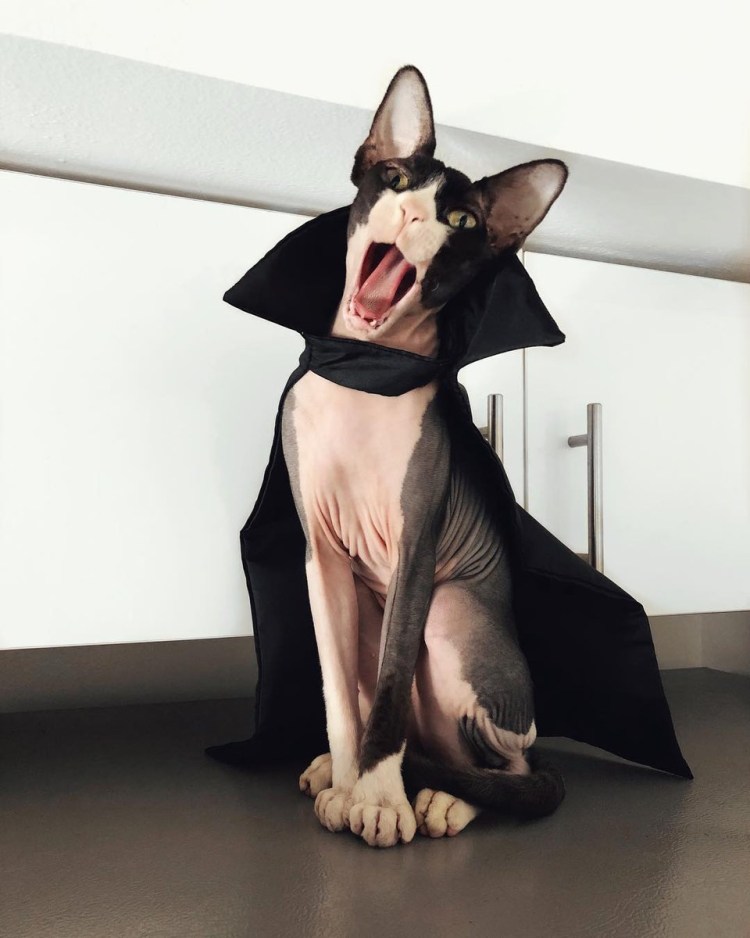 Сфинкс кошка морщинистая