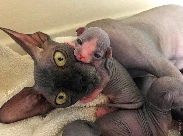 Сфинкс кошка