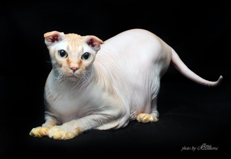 Сфинкс левкой вислоухий