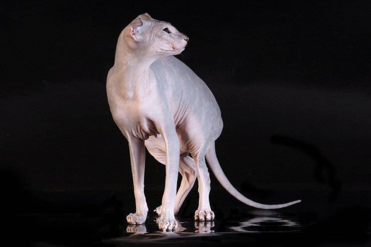 Сфинкс украинский левкой