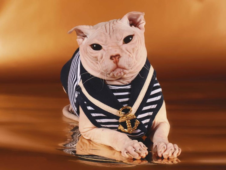 Вислоухий сфинкс украинский левкой