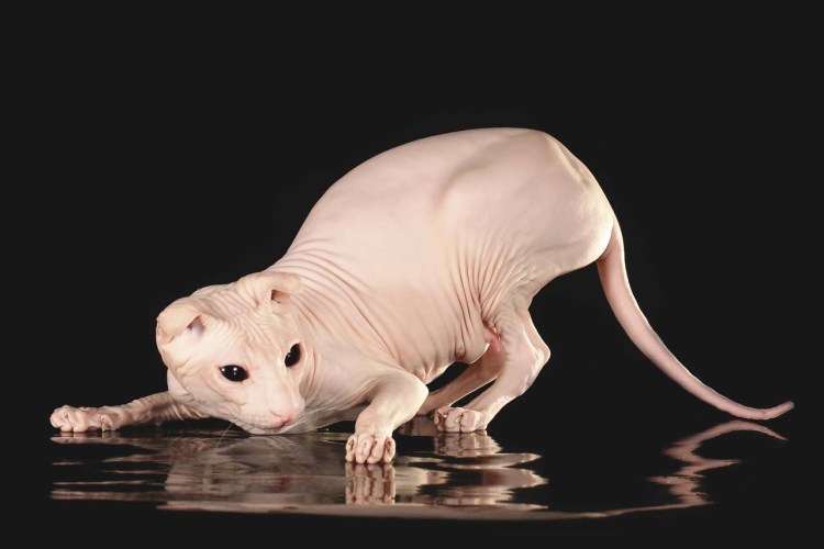 Украинский левкой кошка