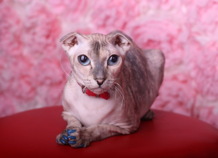 Украинский левкой кошка