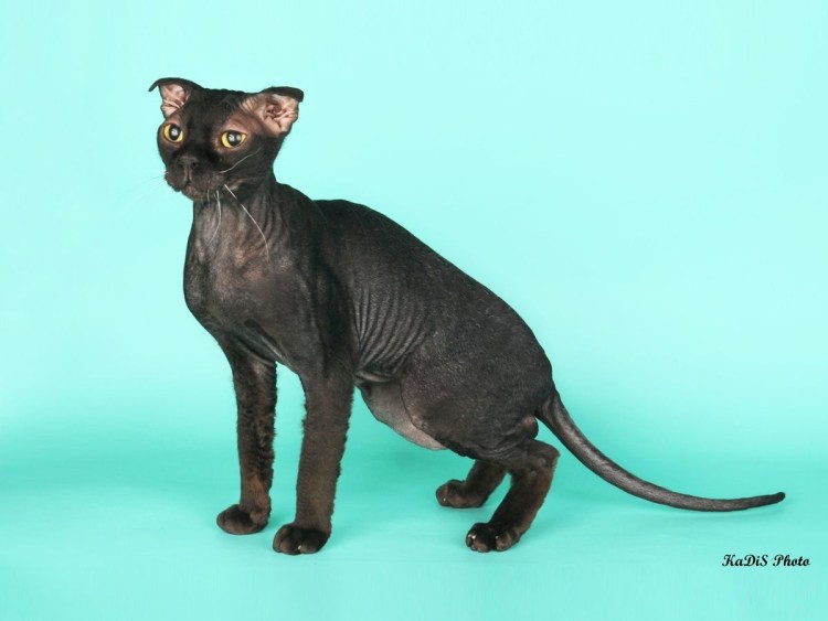 Украинский левкой страйт