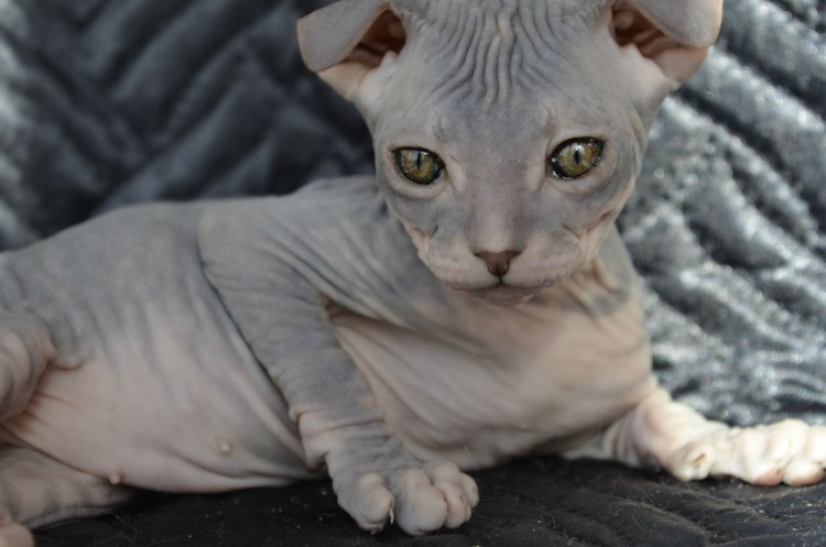 Украинский левкой кошка