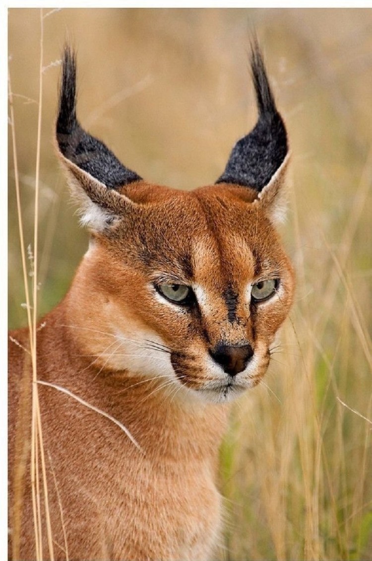 Котята породы каракал