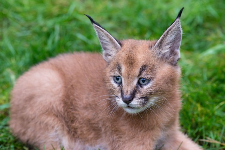 Каракал, пустынная Рысь