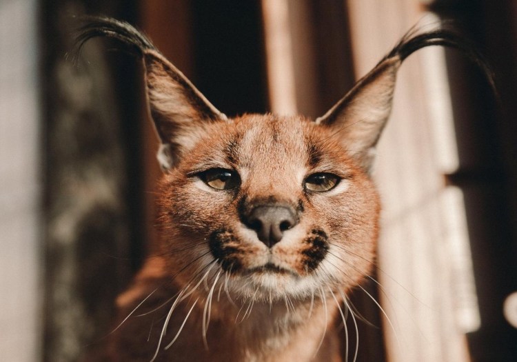 Каракал Нефертити