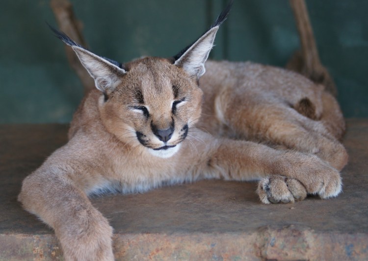 Сервал и каракал