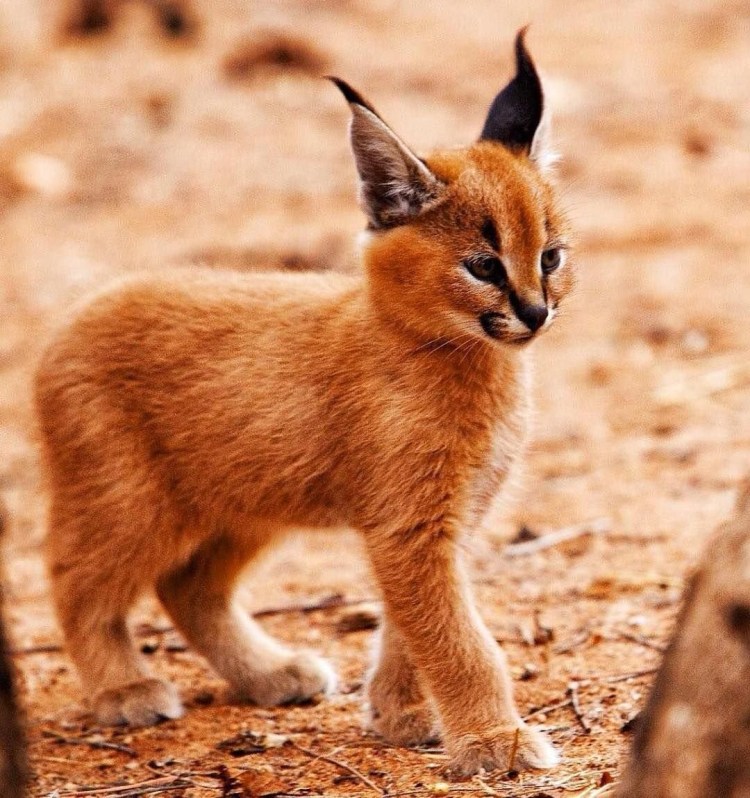 Каракал кошка