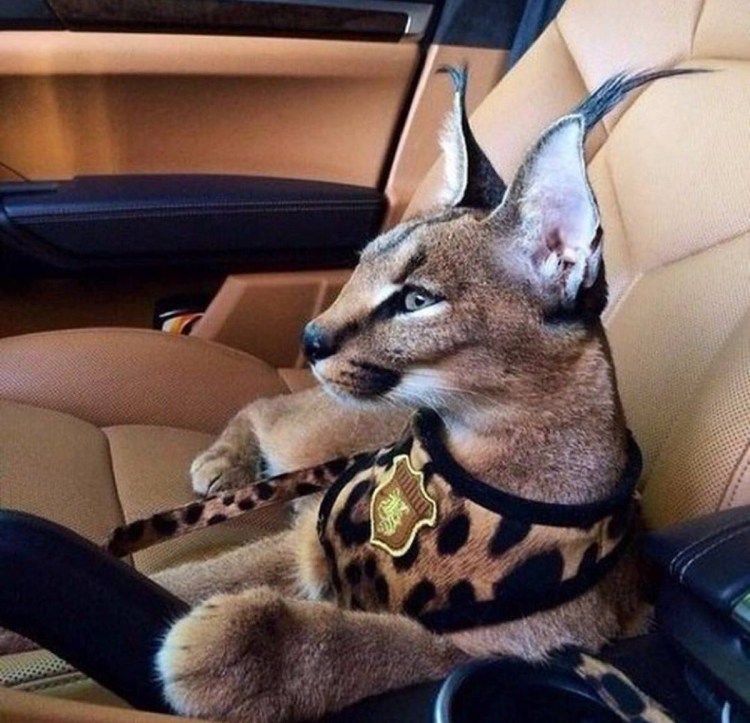 Котята породы каракал