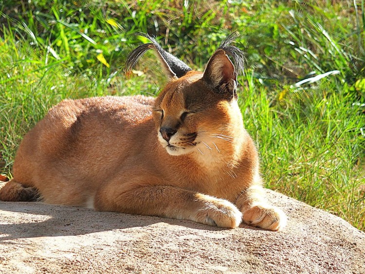 Рысь каракал