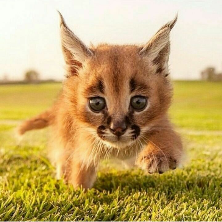 Каракал, пустынная Рысь