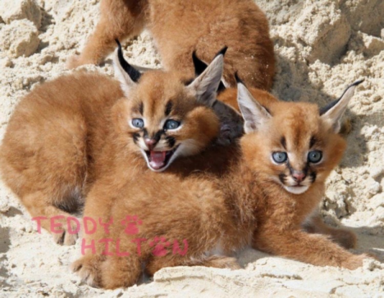 Каракал кошка