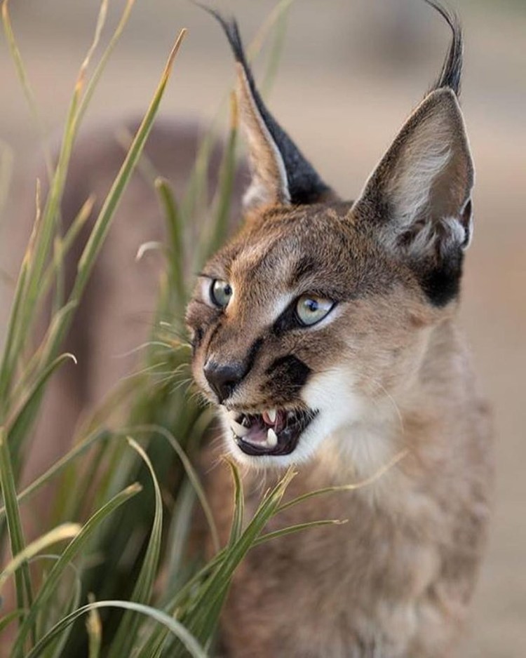 Степной кот каракал