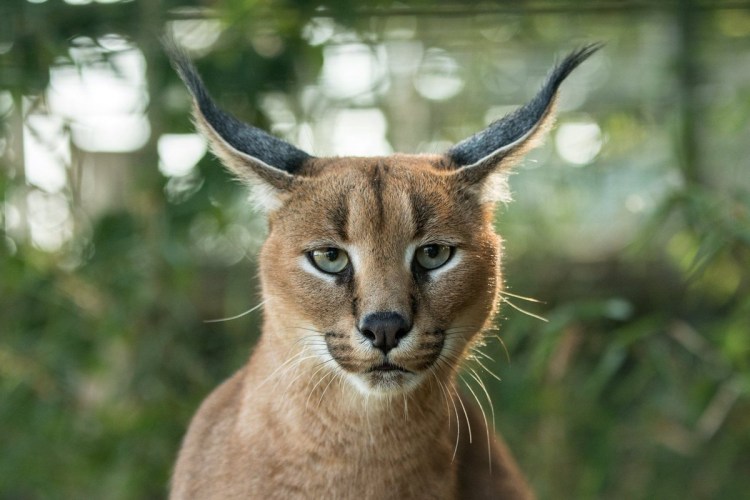 Каракет Абиссинская кошка