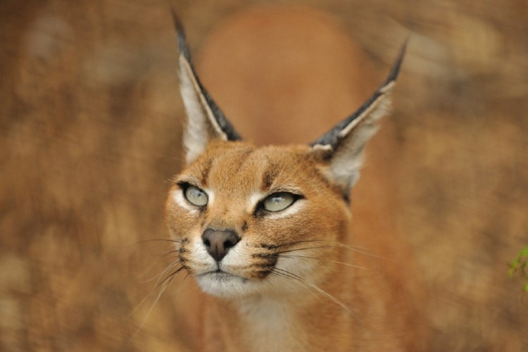 Каракал, пустынная Рысь