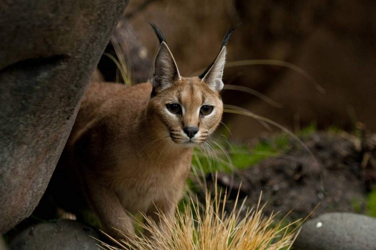 Дикая кошка каракал