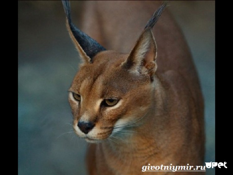 Каракал лапки