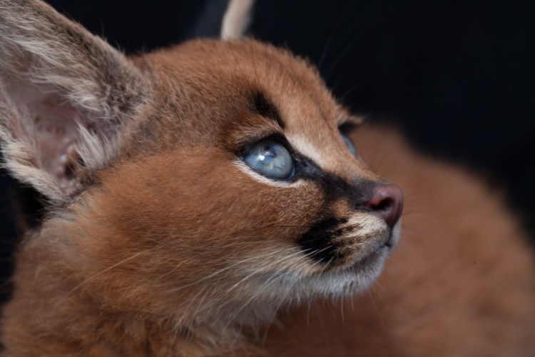 Каракал, пустынная Рысь