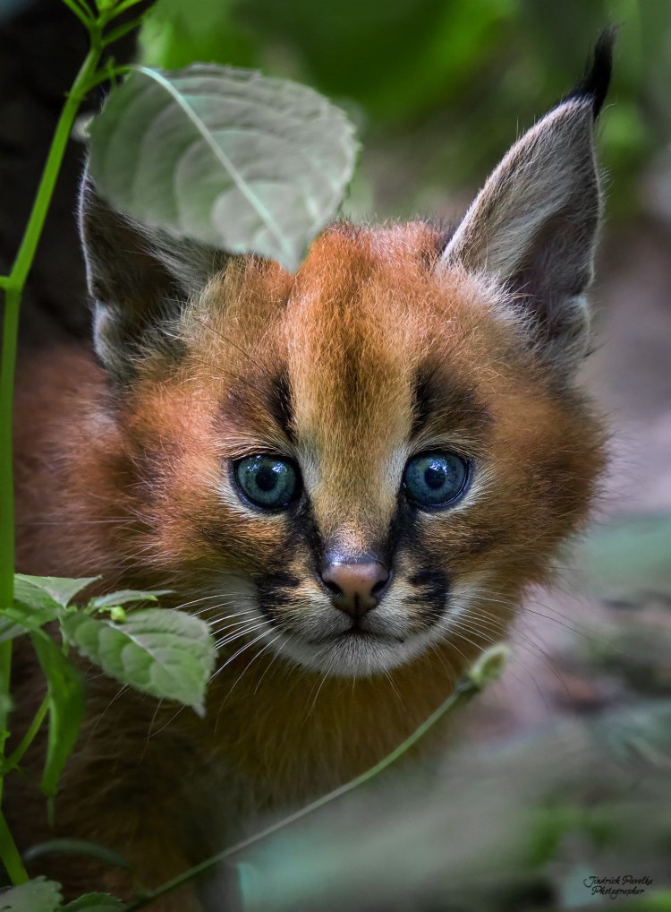 Дикая кошка каракал