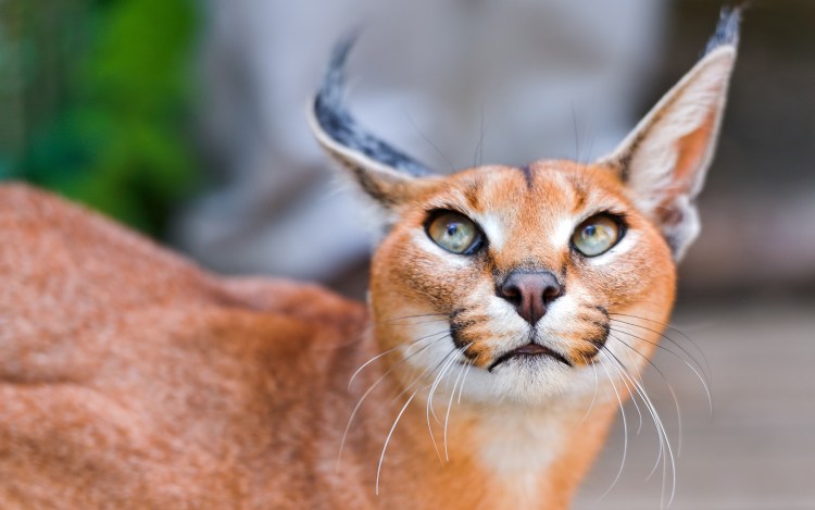 Валерия Радченко Новороссийск
