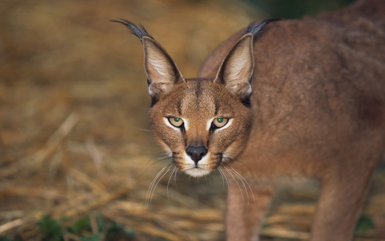 Каракал, пустынная Рысь