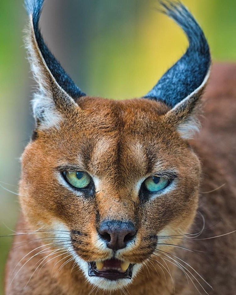 Порода каракет