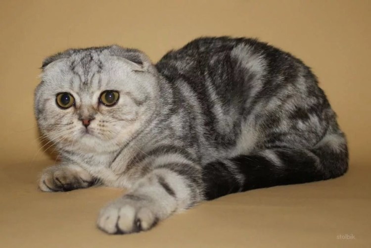 Шотландская мраморная кошка