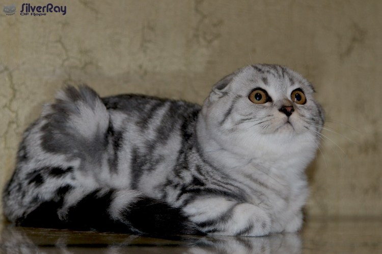 Шотландский вислоухий кот мрамор на серебре