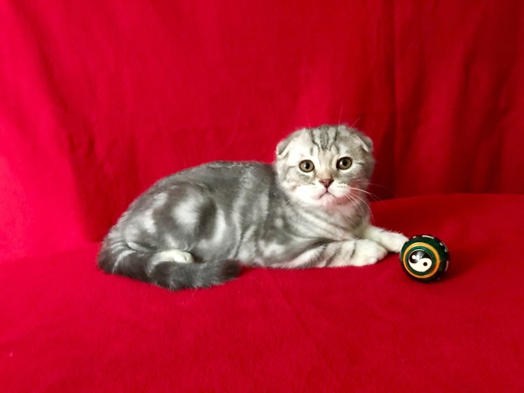 Барс котенок вислоухий