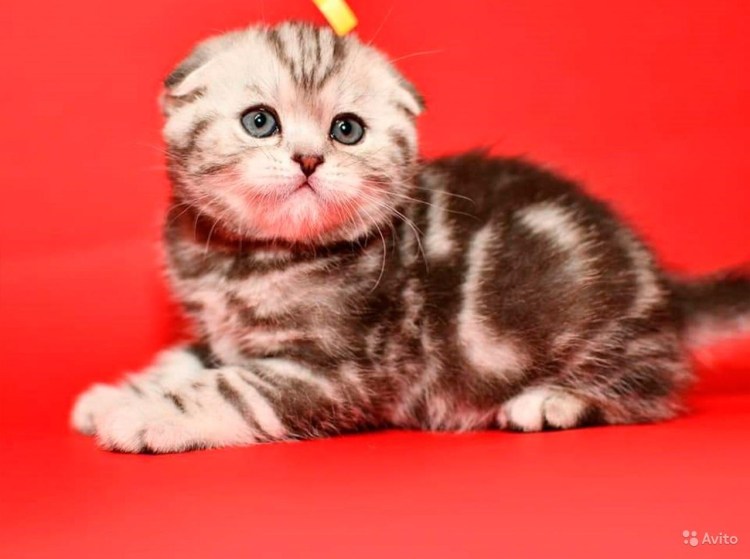 Британец вислоухий вискас