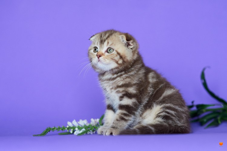 Упитанный скоттиш фолд