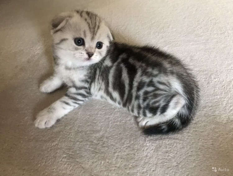 Скоттиш фолд вислоухий мраморный