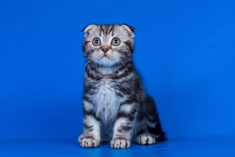Скоттиш фолд мраморный