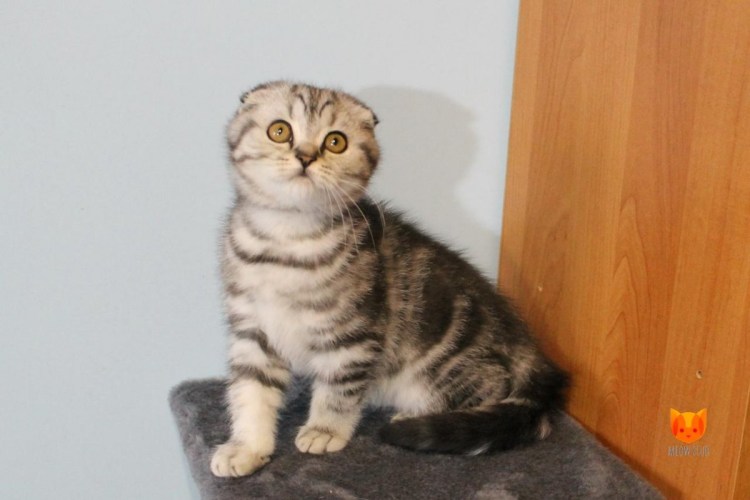 Мраморные вислоухие котята