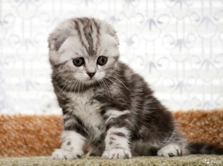 Шотландский вислоухий табби мраморный